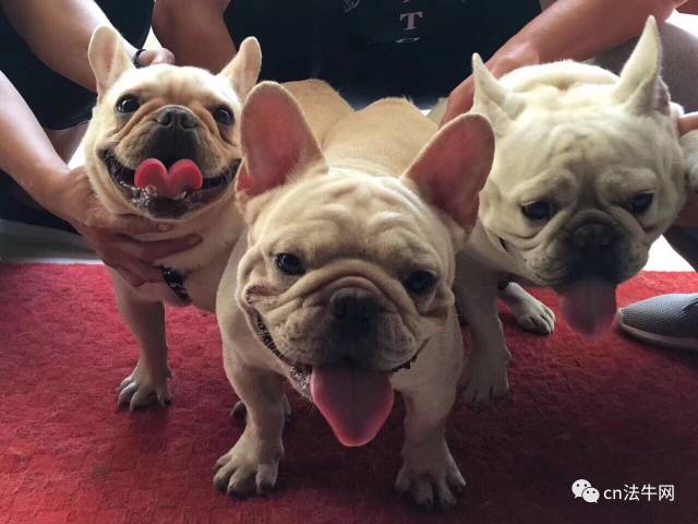 天一犬舍最新种公，与自然美景的相遇，内心平和的寻犬之旅