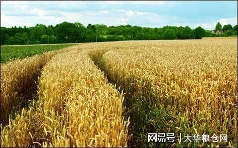 山东小麦今日最新价格及分析概览
